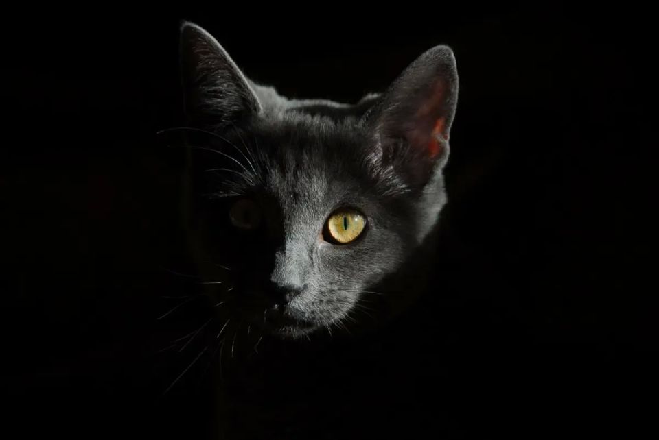 Какие породы кошек самые умные и сообразительные