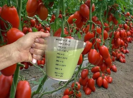 Ковш под куст после высадки — и томаты «штампуют» помидоры нон-стопом: не кусты, а стахановцы