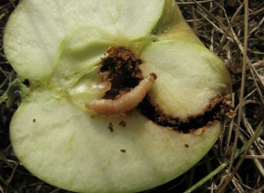   :       