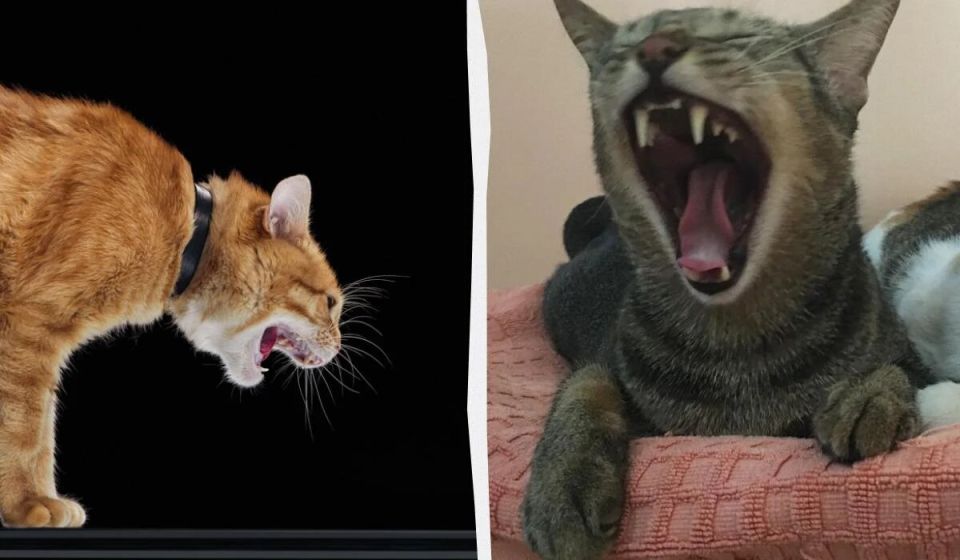  :     ?