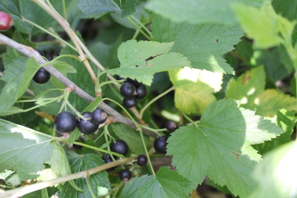 20 сортов черной смородины, которые завоюют ваш сад в 2025 году