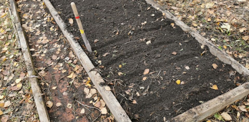 Оптимизация ноябрьского посева: цветы, зелень и овощи
