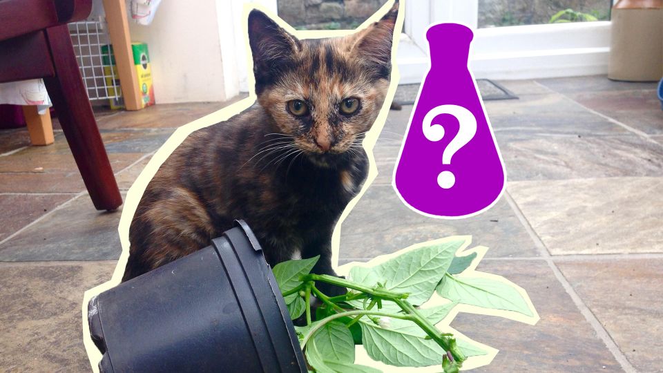 Кошка вмиг забудет, как драть мебель и ходить мимо лотка: поможет обычный «мусор»