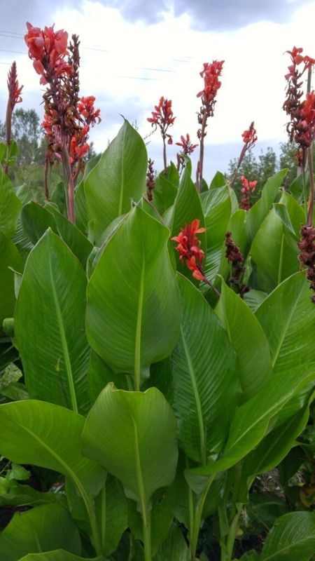 Как сохранить экзотику канн на зиму: практические советы для садоводов