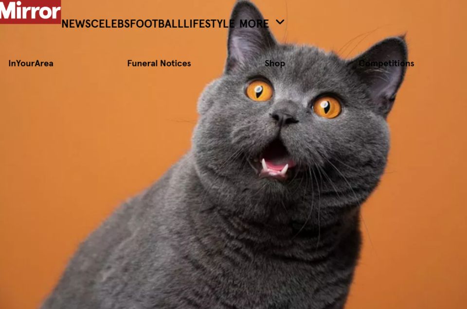 Какой ценник на эксклюзивный уход за кошками в XXI веке?