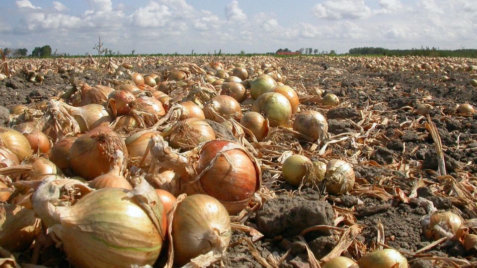 Сделайте это с грядкой после уборки лука, иначе здесь даже сорняки не примутся