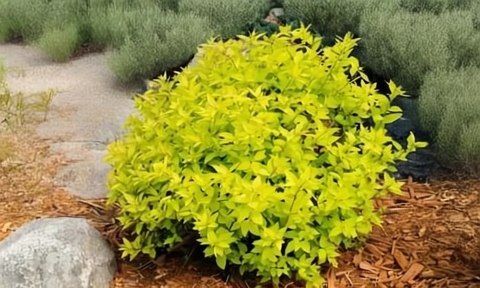 Светящиеся уголки: 4 сорта спирей с золотыми листьями для вашего сада