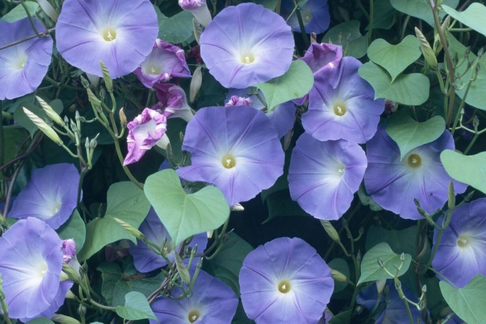 Запрещенные растения: что нового в антигаллюциногенном списке России?