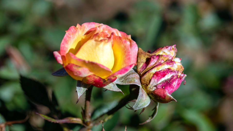 В октябре будет поздно: эту манипуляцию нужно сделать с розами уже сейчас