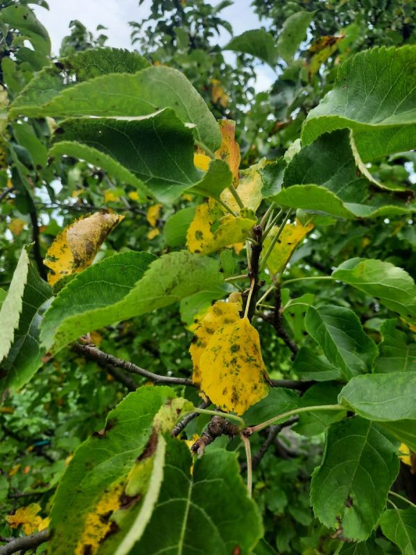 Сад в беде: что делать, если яблоки желтеют после дождя?