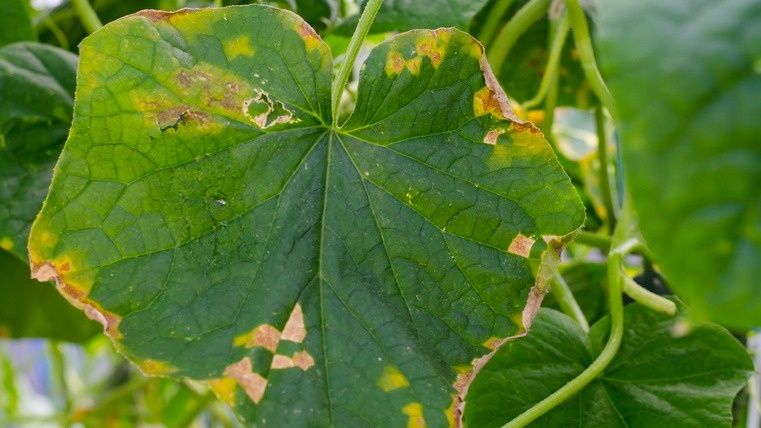 Огурцы под защитой: молочная сыворотка против мучнистой росы