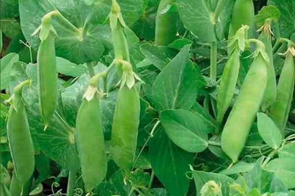 Горох Карина: секреты успешного выращивания сладкого урожая