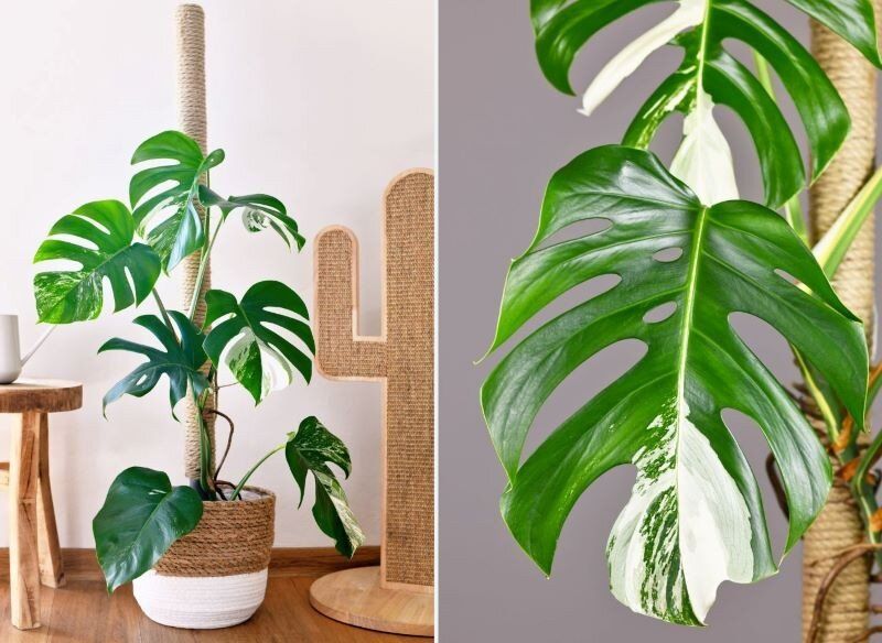 Монстера Вариегата: редкий тропический деликатес для вашего интерьера