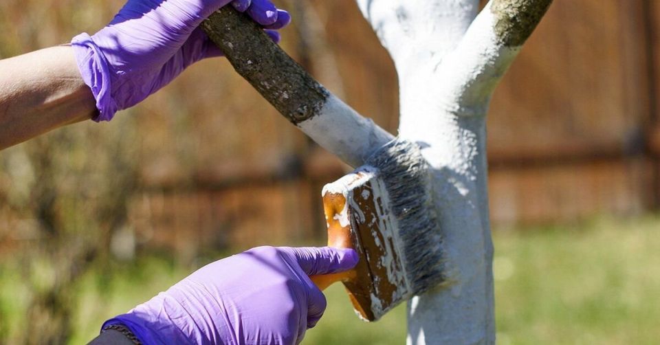 Как правильно белить деревья: краска или известь?