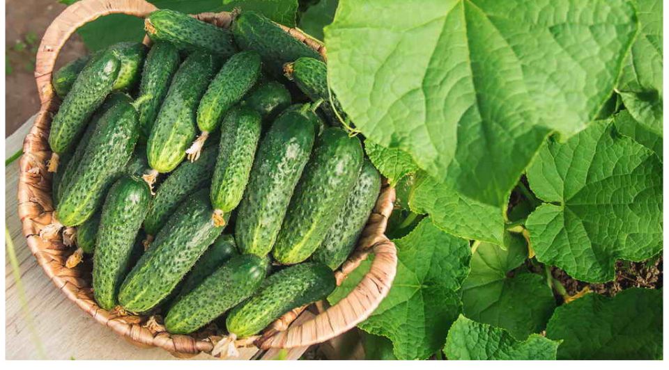 Ошибки, которые мешают получить урожай огурцов: что не стоит делать на даче