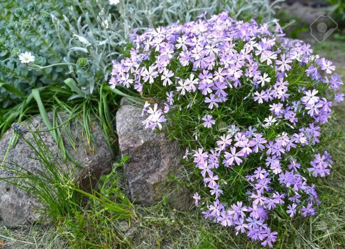 Секреты успешного выращивания шиловидного флокса: советы для садоводов