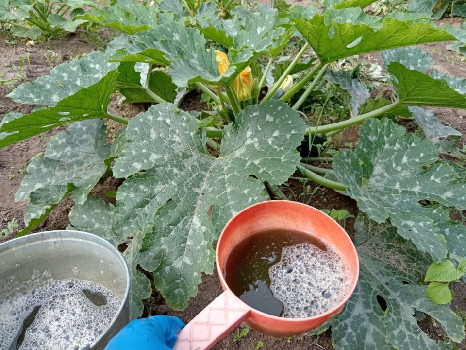 Как новейшие удобрения могут обеспечить рекордный урожай кабачков