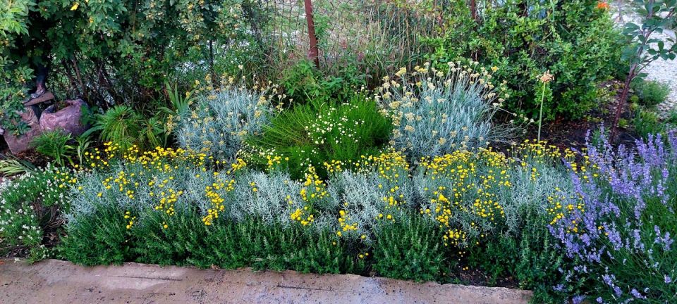 Как создать цветник, который переживет любую жару: секреты успешного озеленения