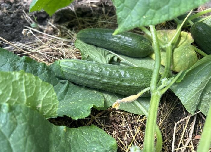 Как избежать горечи в огурцах: лучшие советы для дачников