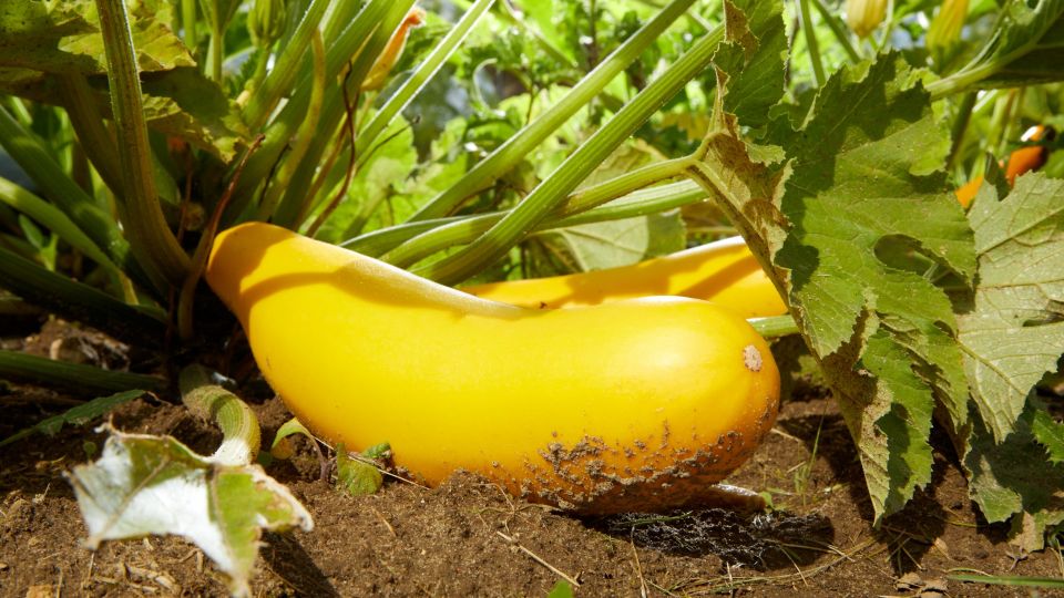 После дождя полейте кабачки этим копеечным раствором: так плоды точно не сгниют