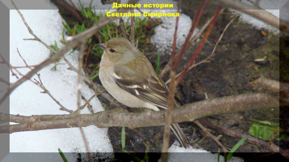 Дача и природа: уникальное место с богатым биоразнообразием