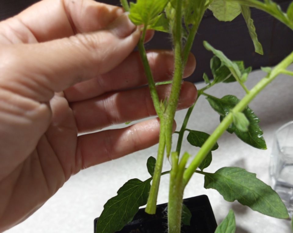 Прививка томатов: секреты для богатого урожая