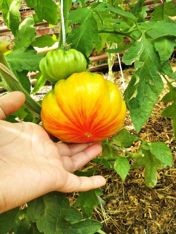 Как вырастить помидоры в теплице: секреты агрономов для щедрого урожая