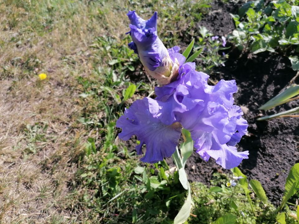 Уход за ирисами после цветения: практическое руководство