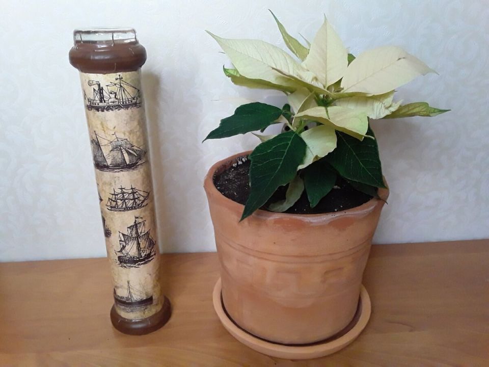 Пуансеттия: Рождественская звезда или одноразовый цветок? Что нужно знать перед покупкой