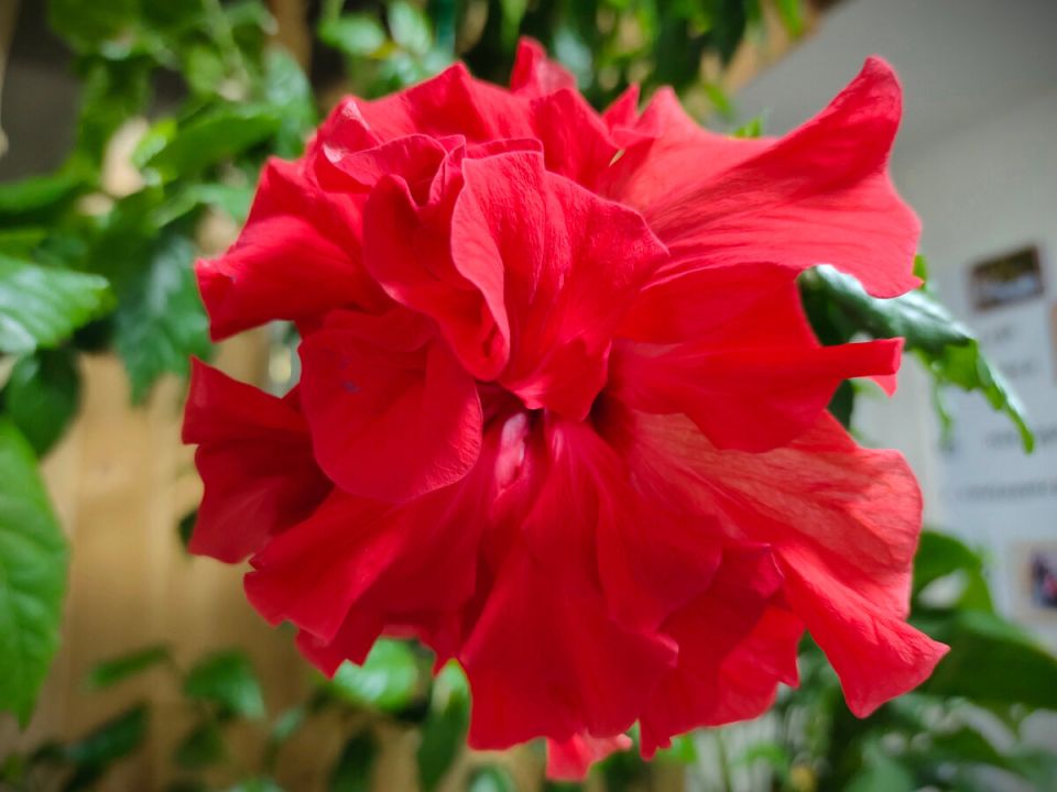 Секреты ухода за китайской розой: как превратить обычный цветок в яркий акцент интерьера