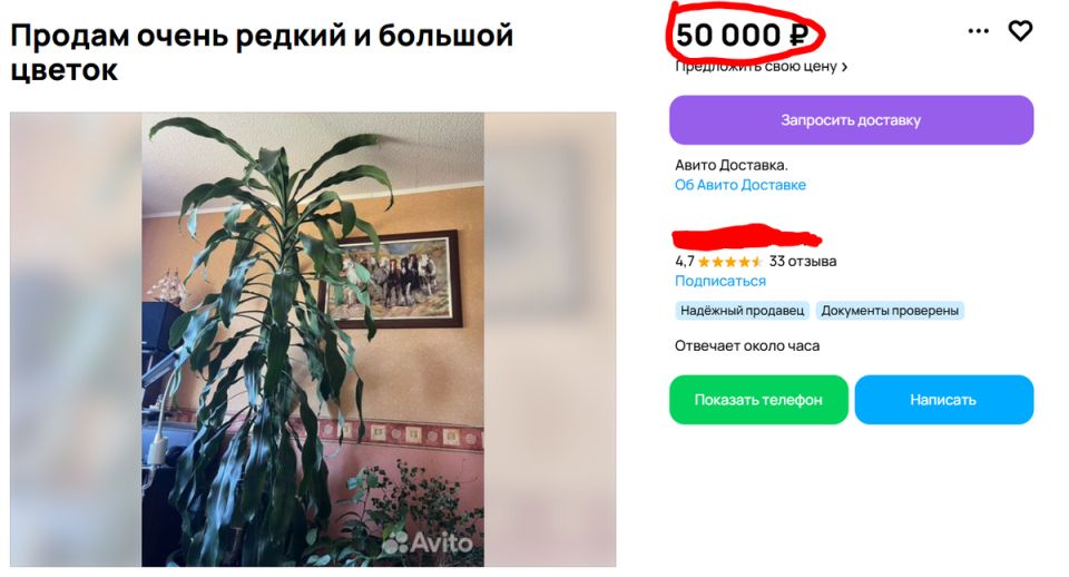 Необычные находки на Авито: самые странные объявления о комнатных растениях