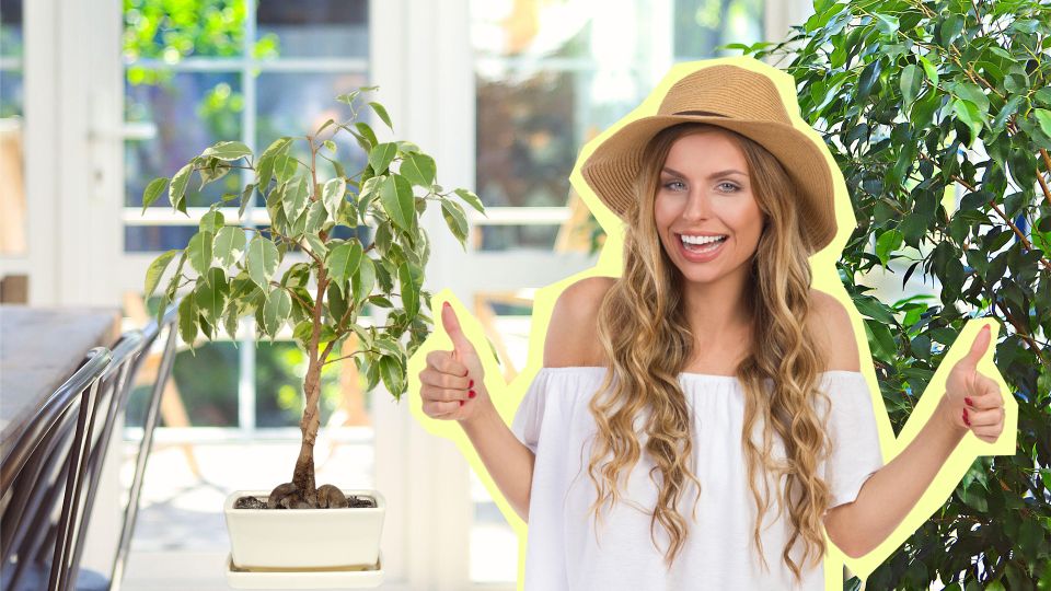 Опадают листья фикуса? 5 простых правил мигом вернут цветок к жизни