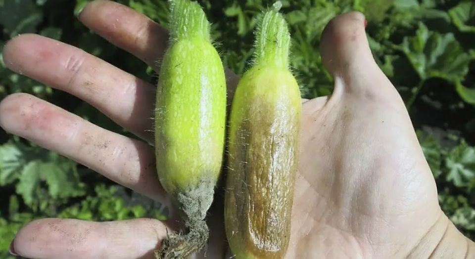 Кабачки на даче: как избежать гниения и сохранить урожай