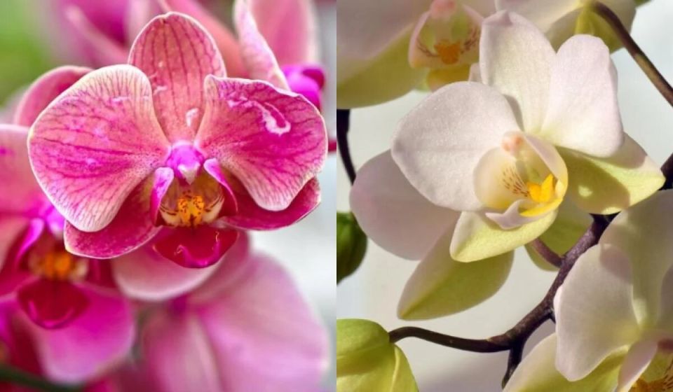 Секреты полива орхидей: как достичь цветения на протяжении десятилетий