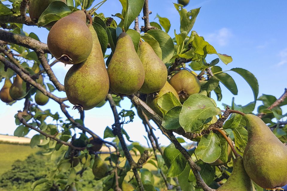 Груши в разгар сезона: советы по уходу для роскошного урожая