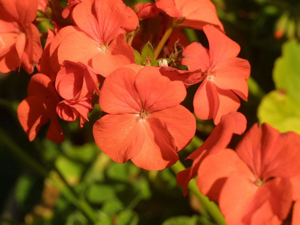 Как поддерживать герань цветущей круглый год: простые советы по удобрению