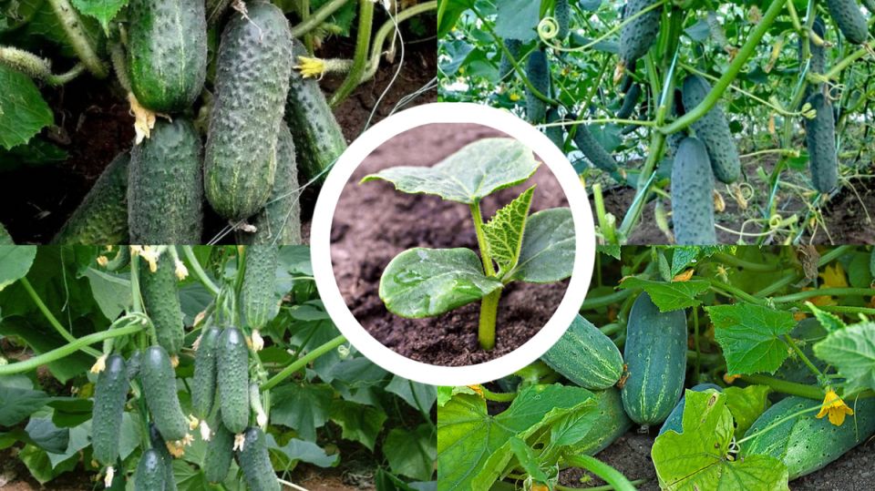 Секреты успешной посадки огурцов в 2025 году