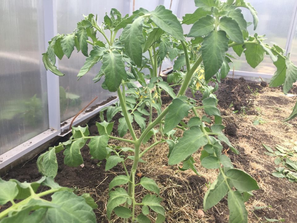 Почему томаты не цветут: основные причины и способы решения проблемы