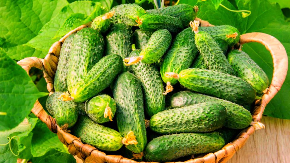 Необычные сорта огурцов, которые удивят даже опытных огородников
