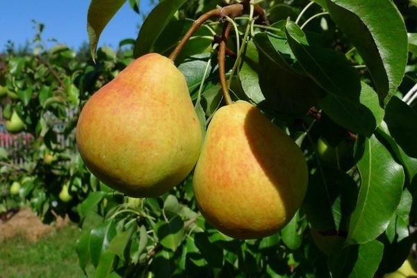 Груша Дюймовочка: маленькая, но щедрая красавица сада