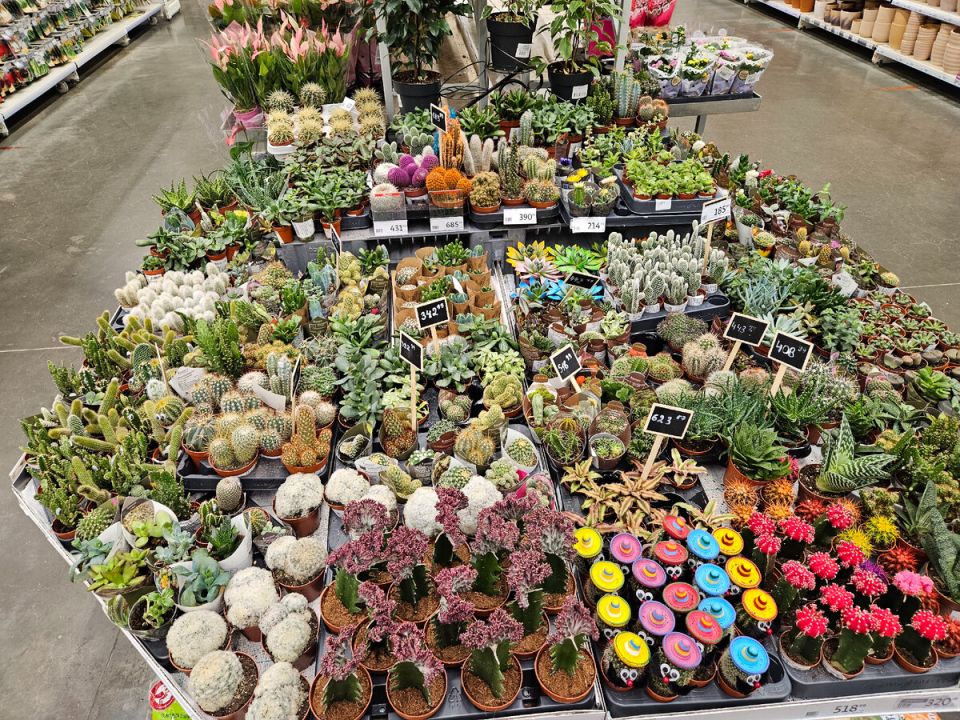 Цветочный рай в супермаркете: как ассортимент вдохновляет на покупки