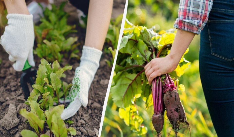 Секреты сладкой свеклы: как зола может преобразить ваш урожай