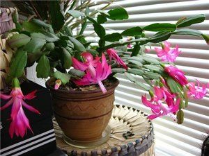 Декабрист: Особенности и Размножение