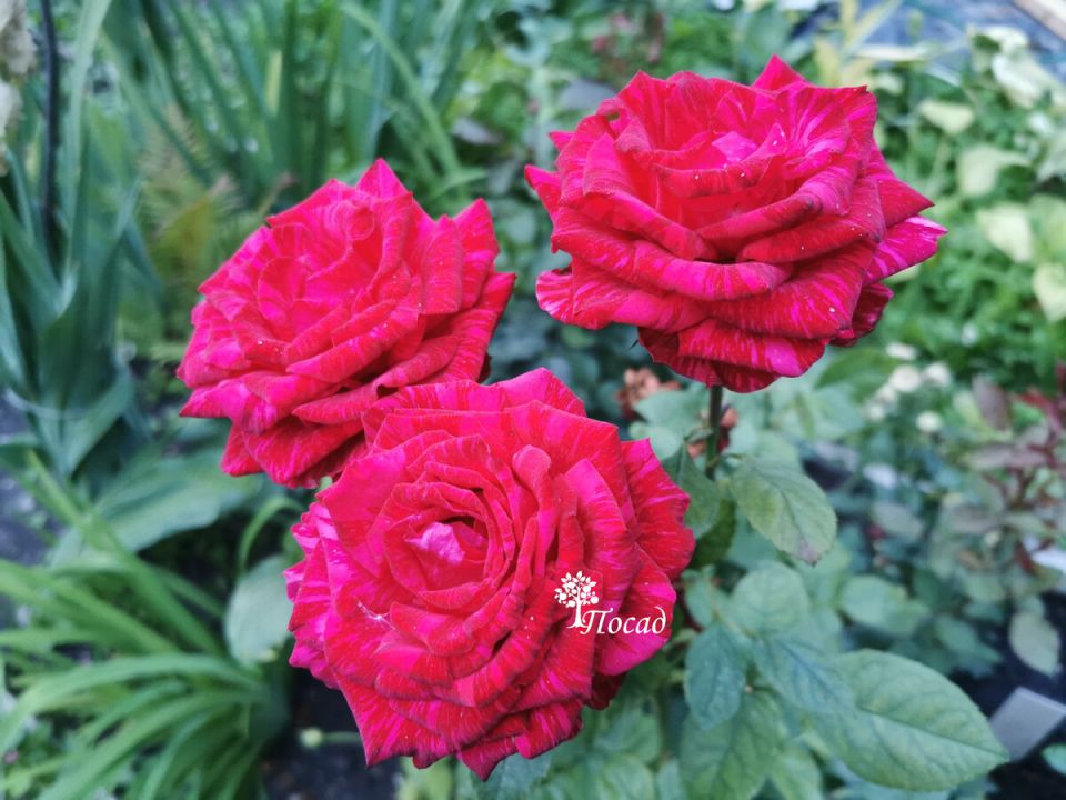 Весенние закупки: как выбрать идеальные розы для своего сада