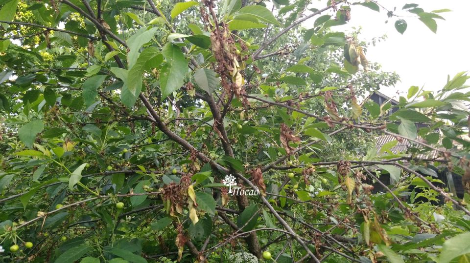 Секреты успешной борьбы с монилиозом: как спасти вишни и черешни от страшной болезни