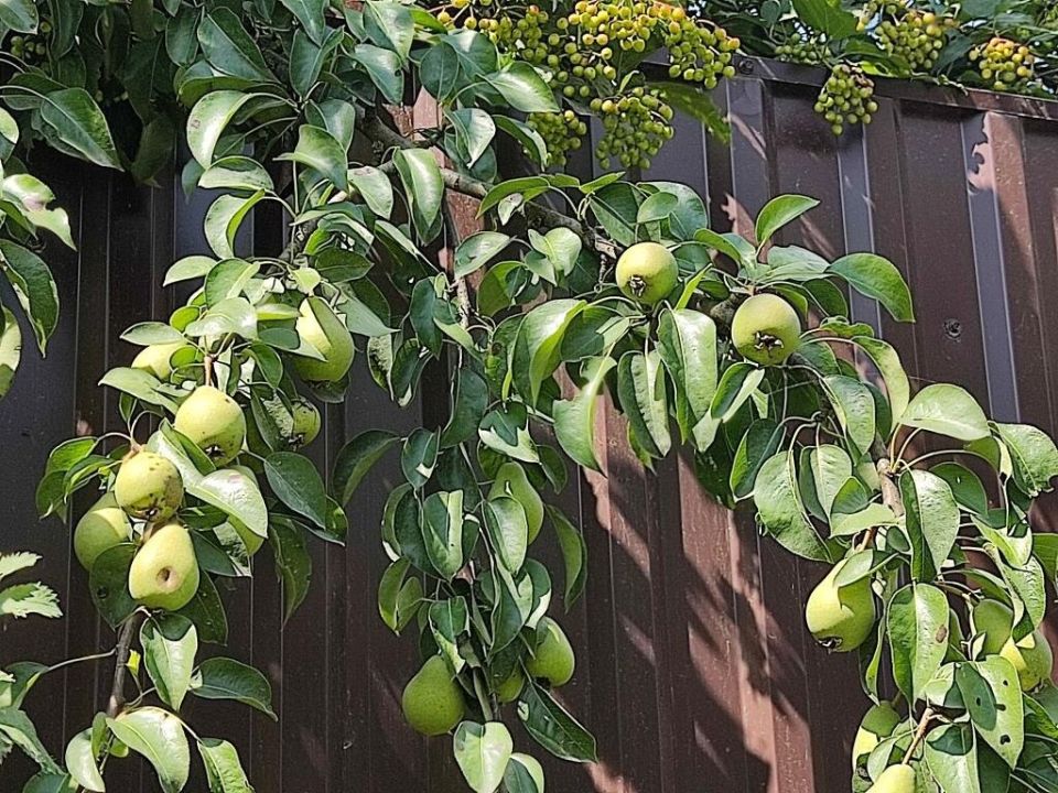 Соседская груша и слива: законность сбора плодов в соседском саду