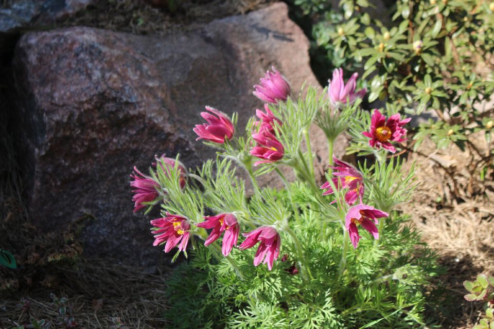 Почему некоторые растения боятся пересадки? Уникальные особенности, о которых стоит знать