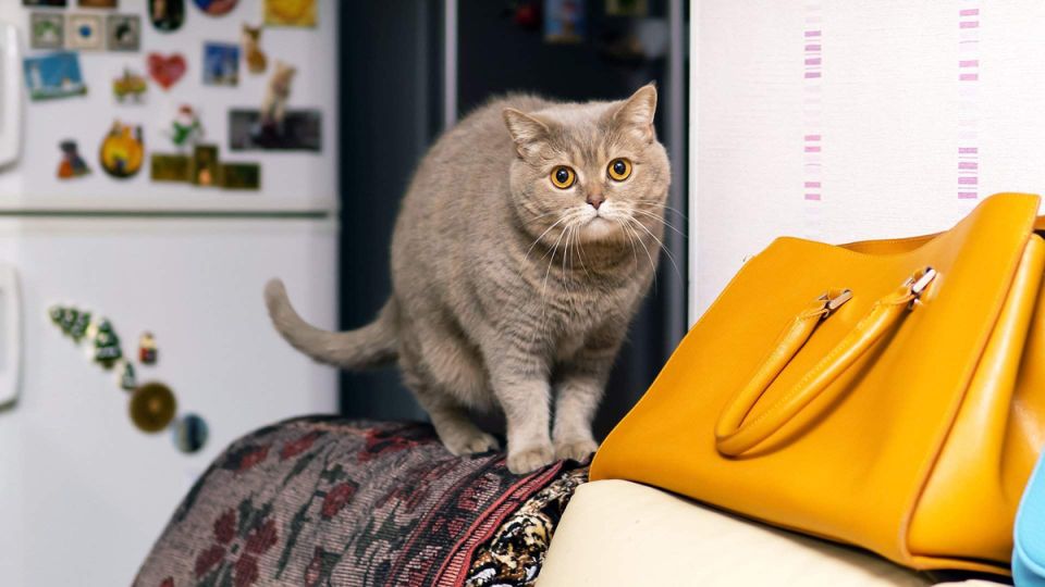 Как обезопасить свою квартиру от вандалов: практические советы для арендодателей