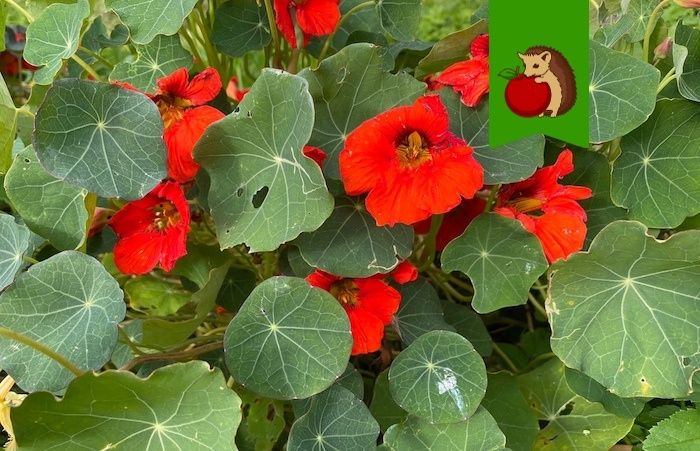 Настурции в огороде: где не стоит их высаживать?