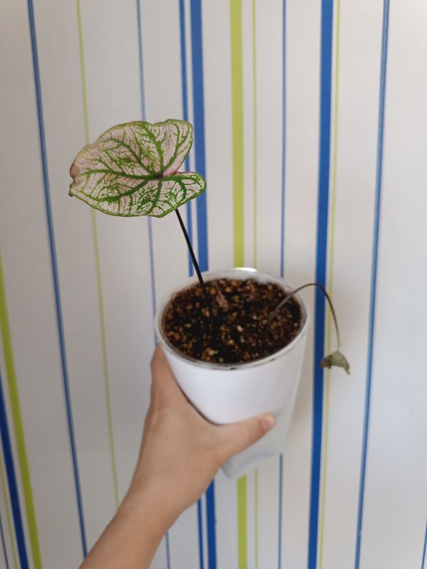 Как спасти каладиум от гнили: пошаговое руководство